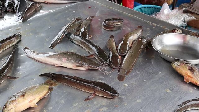 Catfishes, anabas fishes and snakehead fishes still alive in metal tray for sell at Thailand flea market.