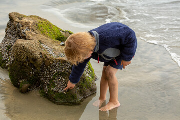 Small boy at the beach reaching out to touch some sea anemones on a rock at the tide pools
