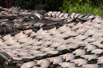 Tilapia soaked in salt and then dried in the sun.