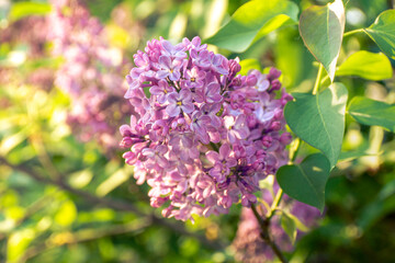 Fototapeta na wymiar spring lilac bush blooms, backlight and selective focus