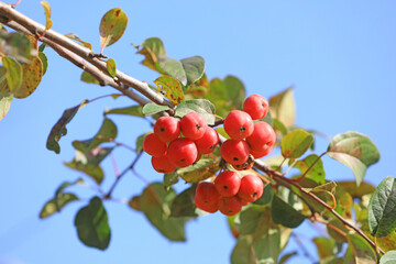 Begonia fruit on branches, North China