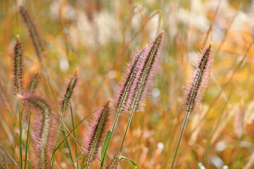 Oriental Pennisetum in garden, North China