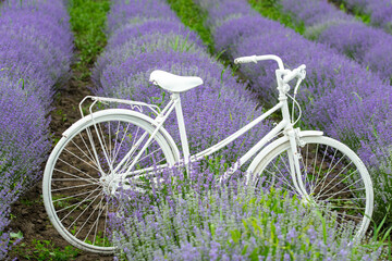 Fototapeta na wymiar white bicycle through lavender purple on the plain