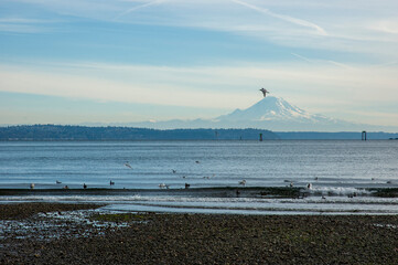 View of Mount Rainier, Puget Sound, and seagulls from Hawley Cove on Bainbridge Island