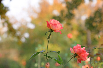 The blooming rose is in the garden