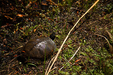 Close up image of an isolated box turtle (Terrapene carolina). Image was taken at Back bay national wildlife refuge in Virginia. The animal is walking slowly in a swamp. It is well camouflaged.