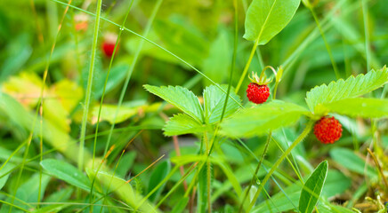 Wild strawberry bush with red berries in a forest glade in the sun.