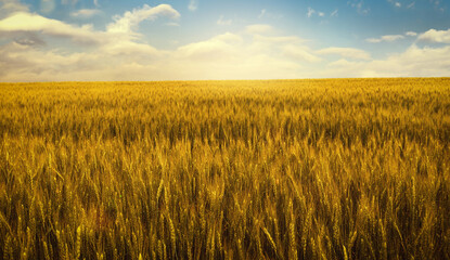 Gold wheat field at sunset rural countryside