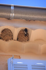 hirondelle © Pascal06