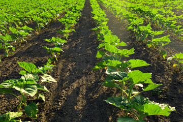 Field with level lines young sunflowers plantation