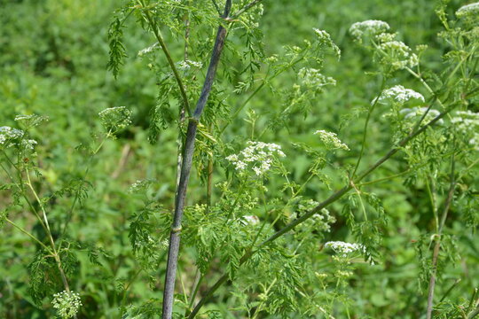 Conium maculatum, the hemlock or poison hemlock, is a highly poisonous biennial herbaceous flowering plant in the carrot family Apiaceae.
