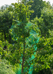 Obraz premium juicy yellow cherries on a tree branch, cherries covered with a green net, protection against birds, in the summer garden