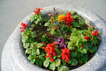 Stone flower vase with flowering plants