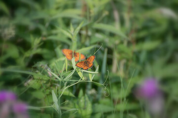 (Brenthis ino) Known as the lesser marbled fritillary, a butterfly of the family nymphalidae.