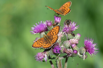 (Brenthis ino) Known as the lesser marbled fritillary, a butterfly of the family nymphalidae.