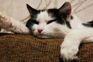 Fototapeta na wymiar Cute young black and white cat in the room