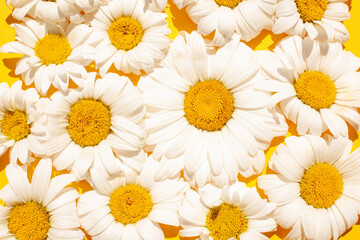 Daisies background on a yellow background. Summer flowers
