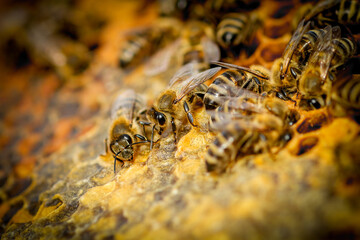 Bees On Honeycomb In Apiary