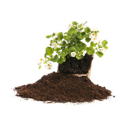 Soil and plant on white background