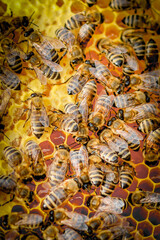 Bees On Honeycomb In Apiary