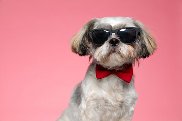 shih tzu dog wearing sunglasses and red bowtie