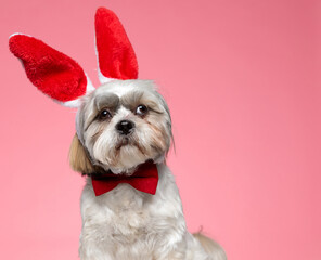 cute shih tzu dog wearing bunny ears and red bowtie
