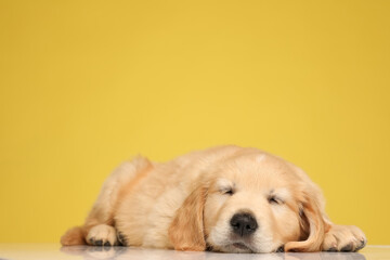 cute golden retriever puppy sleeping on the floor