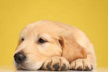 sleepy labrador retriever puppy laying down