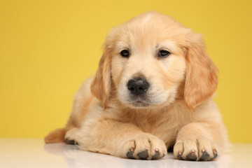 adorable labrador retriever puppy laying down