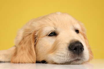 cute labrador retriever puppy laying head down and looking up