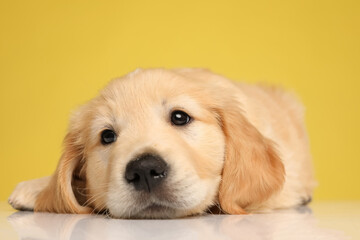 cute labrador retriever puppy holding head down and looking up