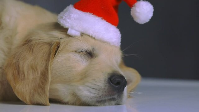 cute golden retriever dog lying down, sleeping and wearing a christmas hat on dark studio background
