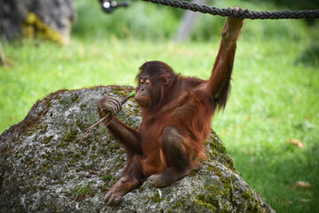 orangutan © AUFORT Jérome