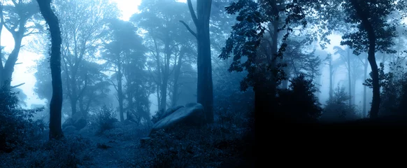 Zelfklevend Fotobehang Mysterious landscape with trees and bushes in foggy forest © frenta