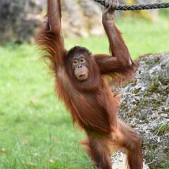 orangutan