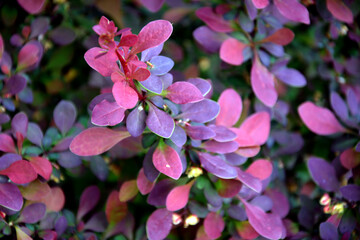 Beautiful ornamental shrub in the garden. A plant with purple leaves grows in a flower bed.