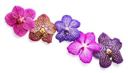 Orchid flowers isolated on white background