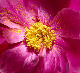 Macro of pink peony flower