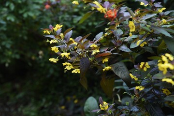 Rysimachia ciliata 'Firecracker'(Fringed loosestrife) is a Primulaceae plant with dark leaves and...