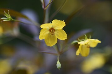 Rysimachia ciliata 'Firecracker'(Fringed loosestrife) is a Primulaceae plant with dark leaves and yellow flowers.