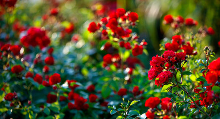 Fototapeta premium Copy space. Red roses in the garden 