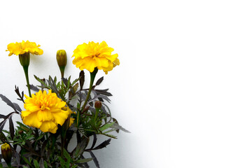 Flowers against a white wall. Yellow marigolds adorn the wall of the house.