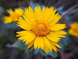 Yellow flowers are very beautiful and charming..