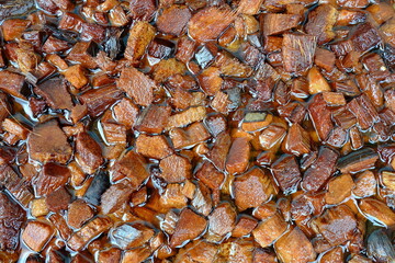 Pieces of Coir in Water that Preparing for Plant.