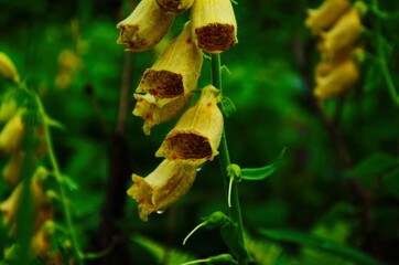 foxglove digitalis purpurea in the garden