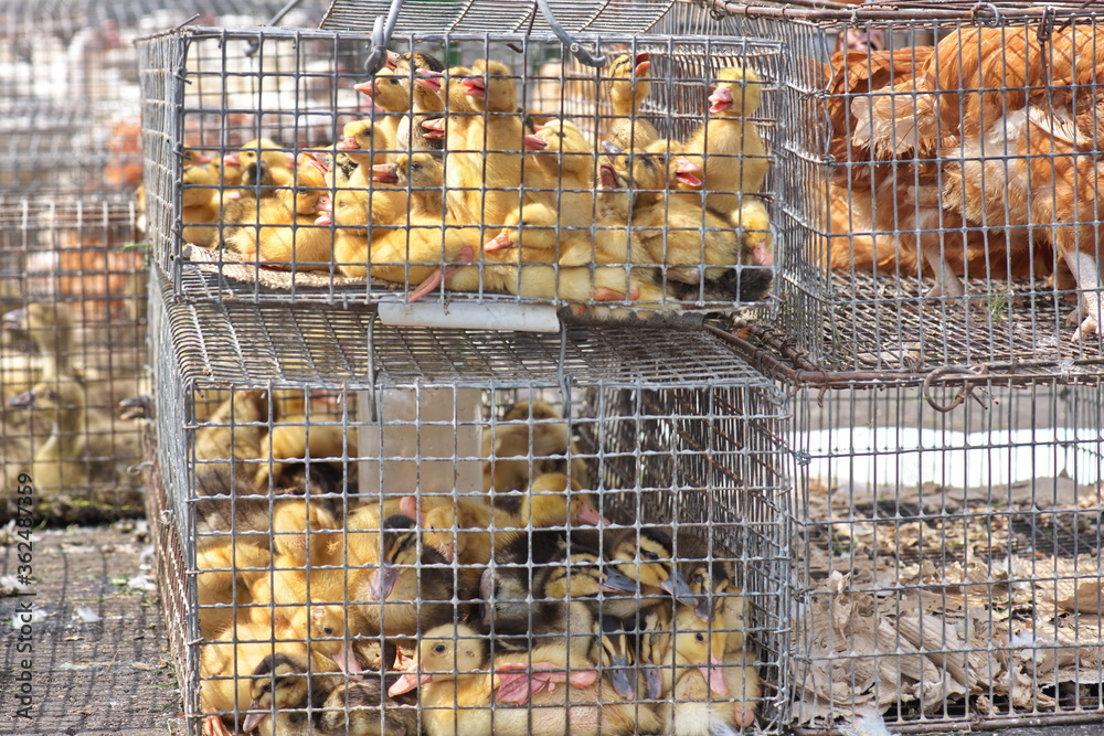 Poster group of little yellow ducklings