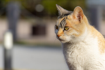 猫
