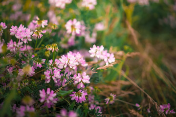Wild flowers close-up, photo for background image