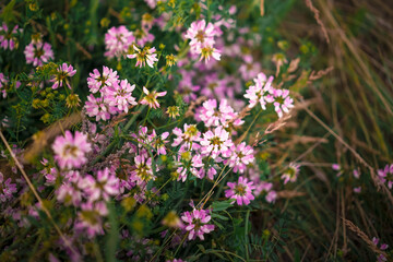 Wild flowers close-up, photo for background image