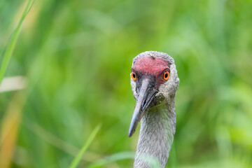 A fly resting on the head of a Sandhill crane with a blurred green background